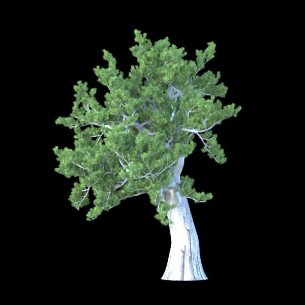 PinusAlbicaulis - دانلود مدل سه بعدی درخت کاج Tree - آبجکت سه بعدی درخت کاج Tree - دانلود آبجکت سه بعدی درخت کاج Tree -دانلود مدل سه بعدی fbx - دانلود مدل سه بعدی obj -PinusAlbicaulis 3d model free download  - PinusAlbicaulis 3d Object - PinusAlbicaulis OBJ 3d models - PinusAlbicaulis FBX 3d Models - 